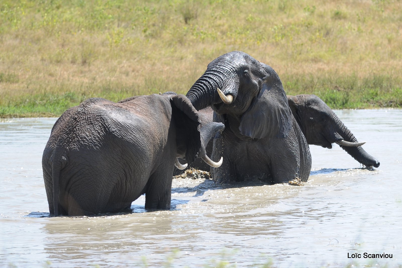 Eléphant (20)