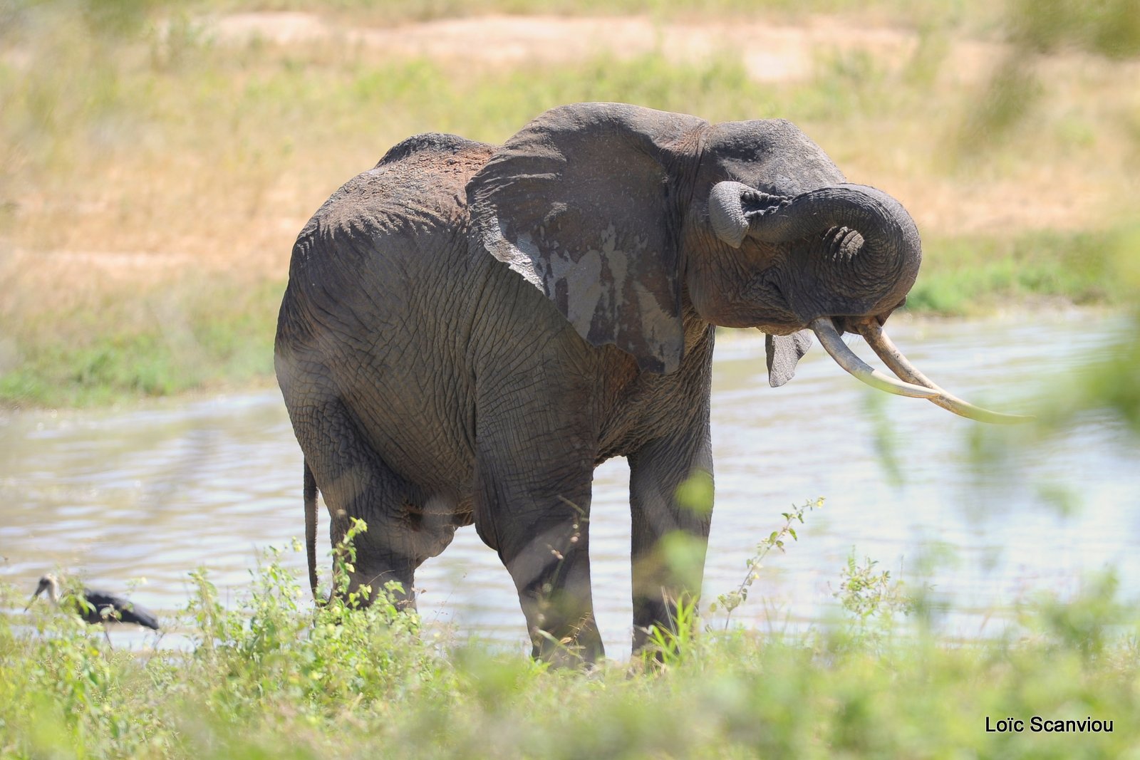 Eléphant (21)