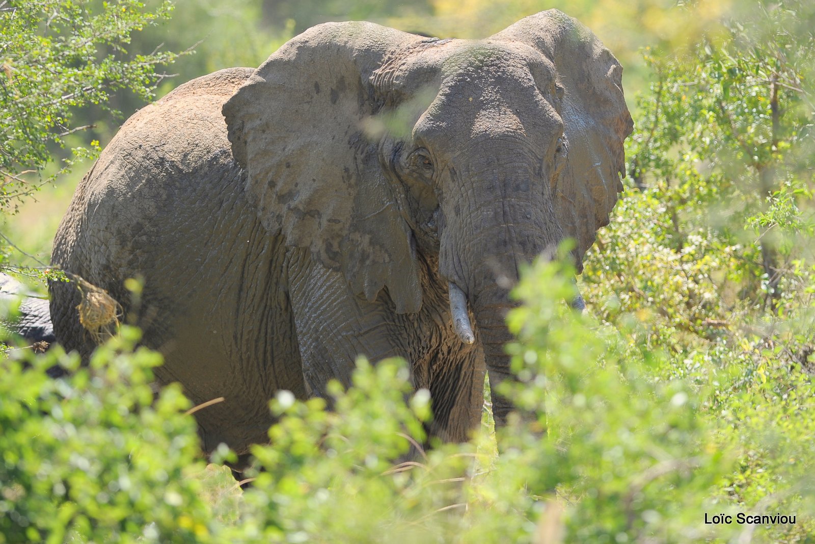 Eléphant (22)