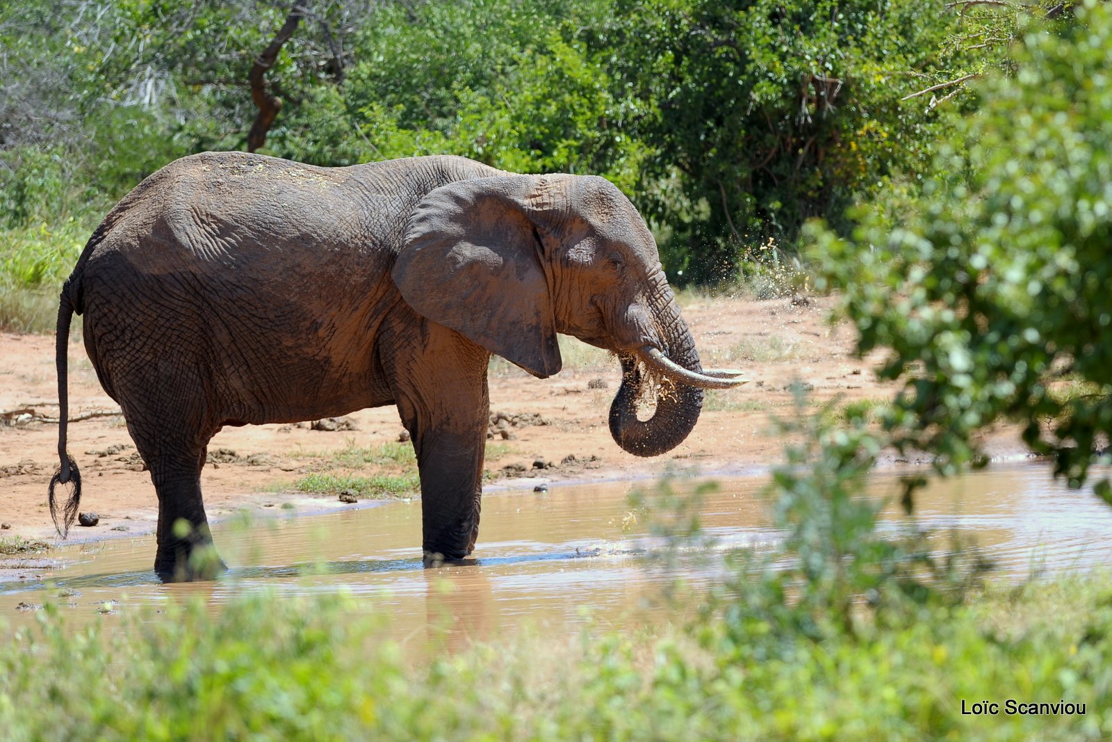 Eléphant (23)