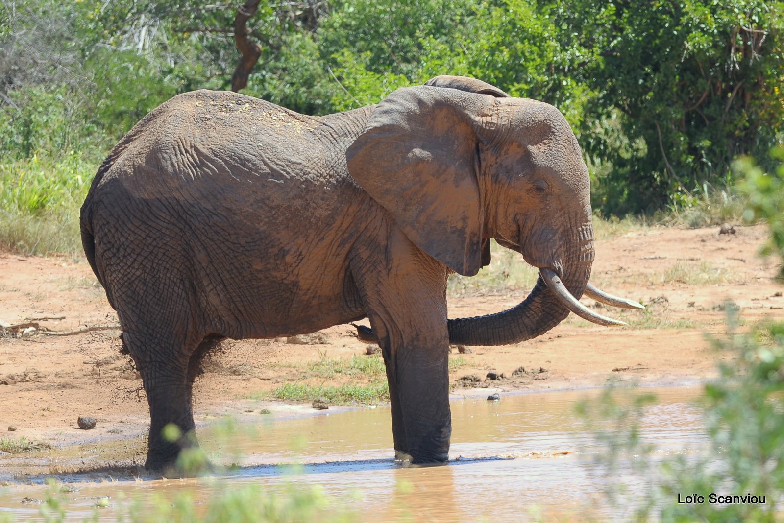 Eléphant (24)