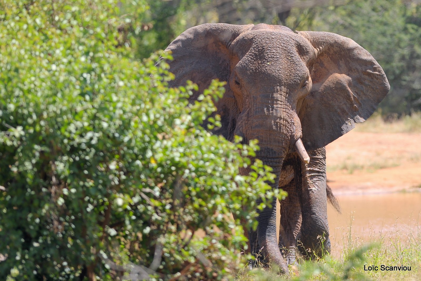 Eléphant (25)