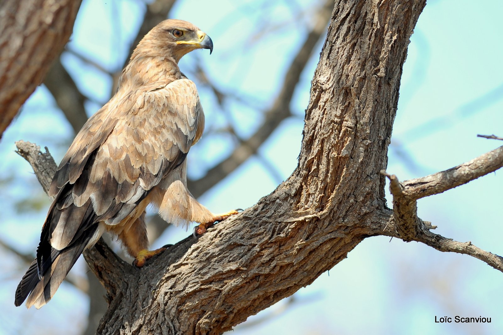 Aigle ravisseur/Tawny eagle (3)