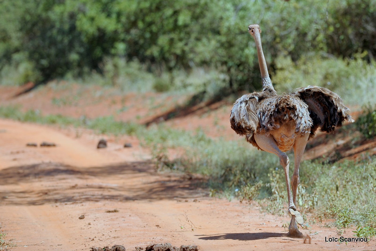 Tsavo West 2012 (124)