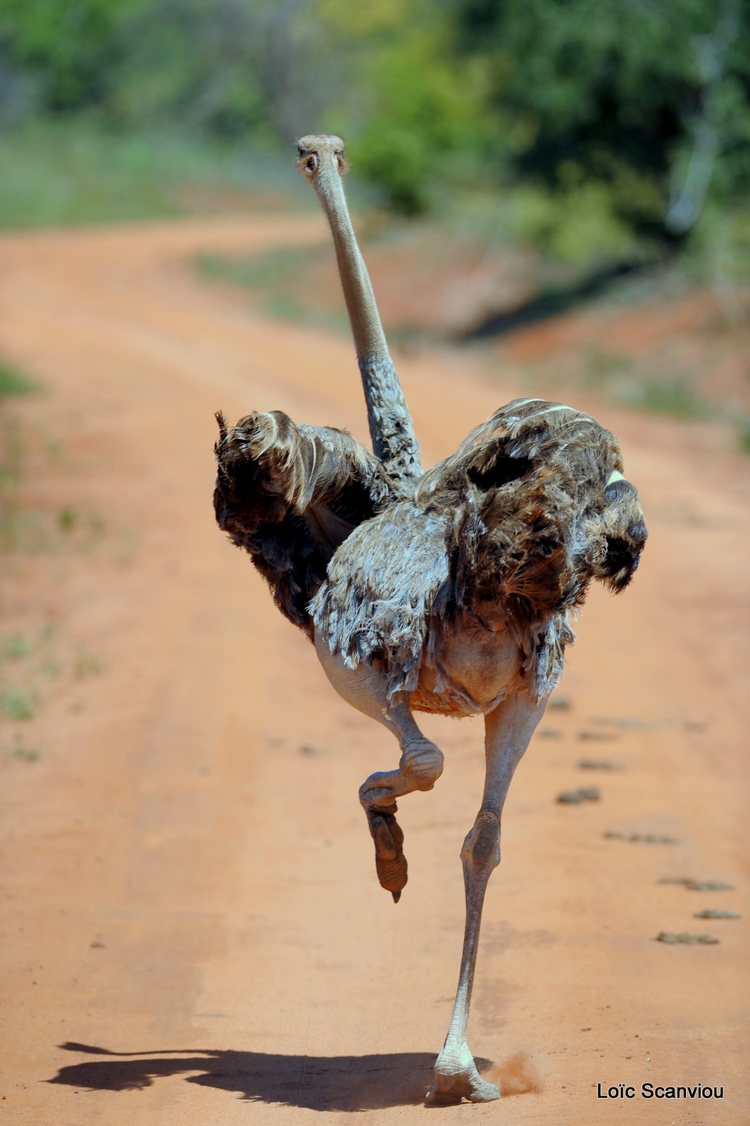Autruche/Ostrich (2)