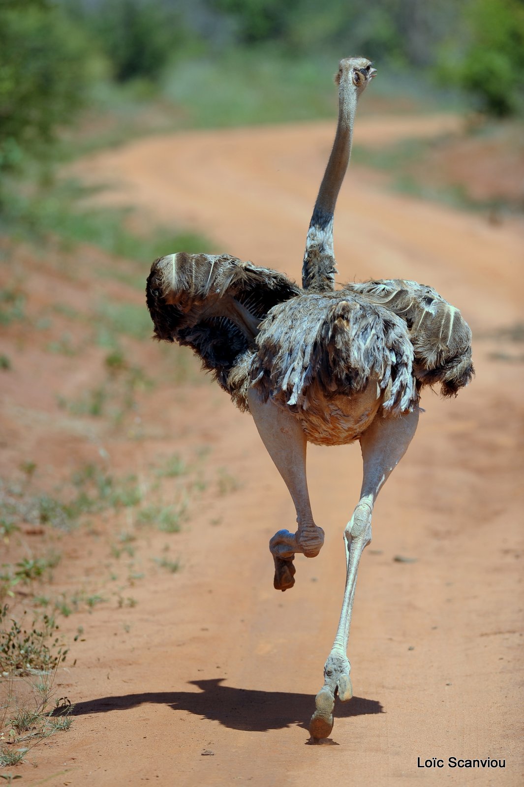 Autruche/Ostrich (3)