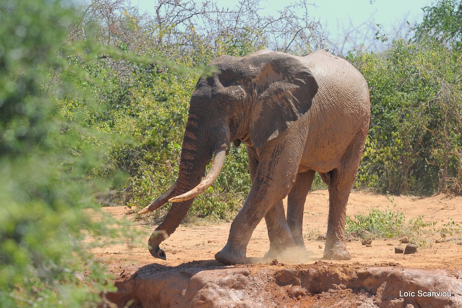 Eléphant (26)