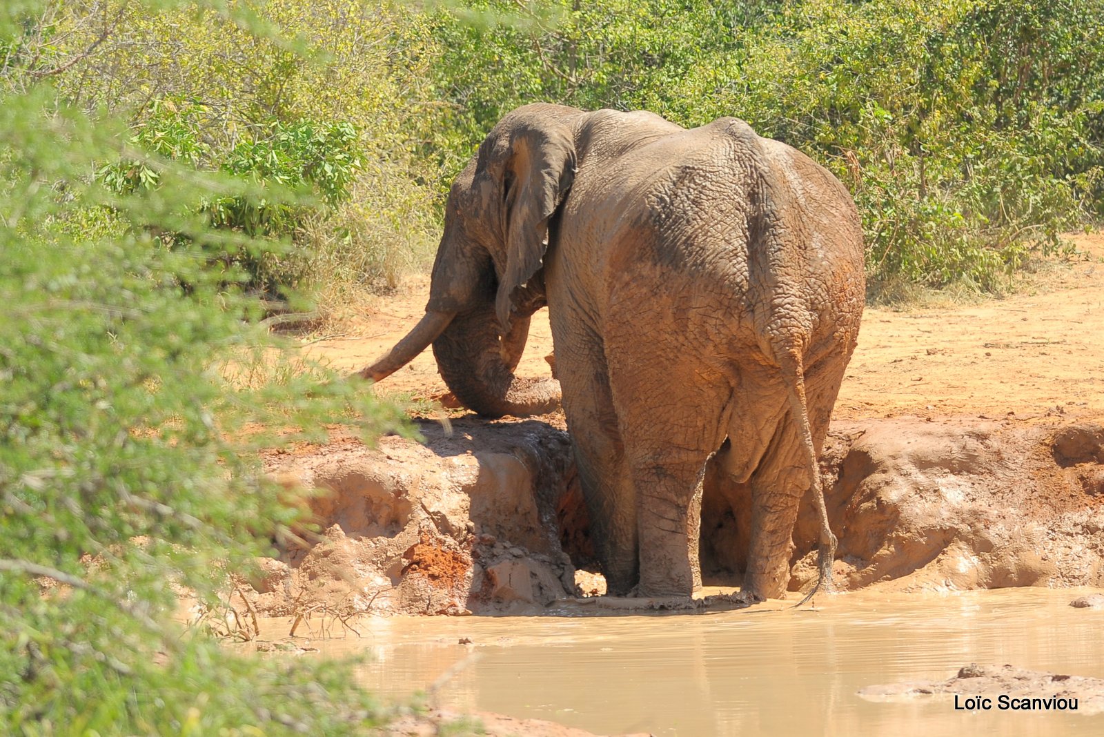 Eléphant (27)