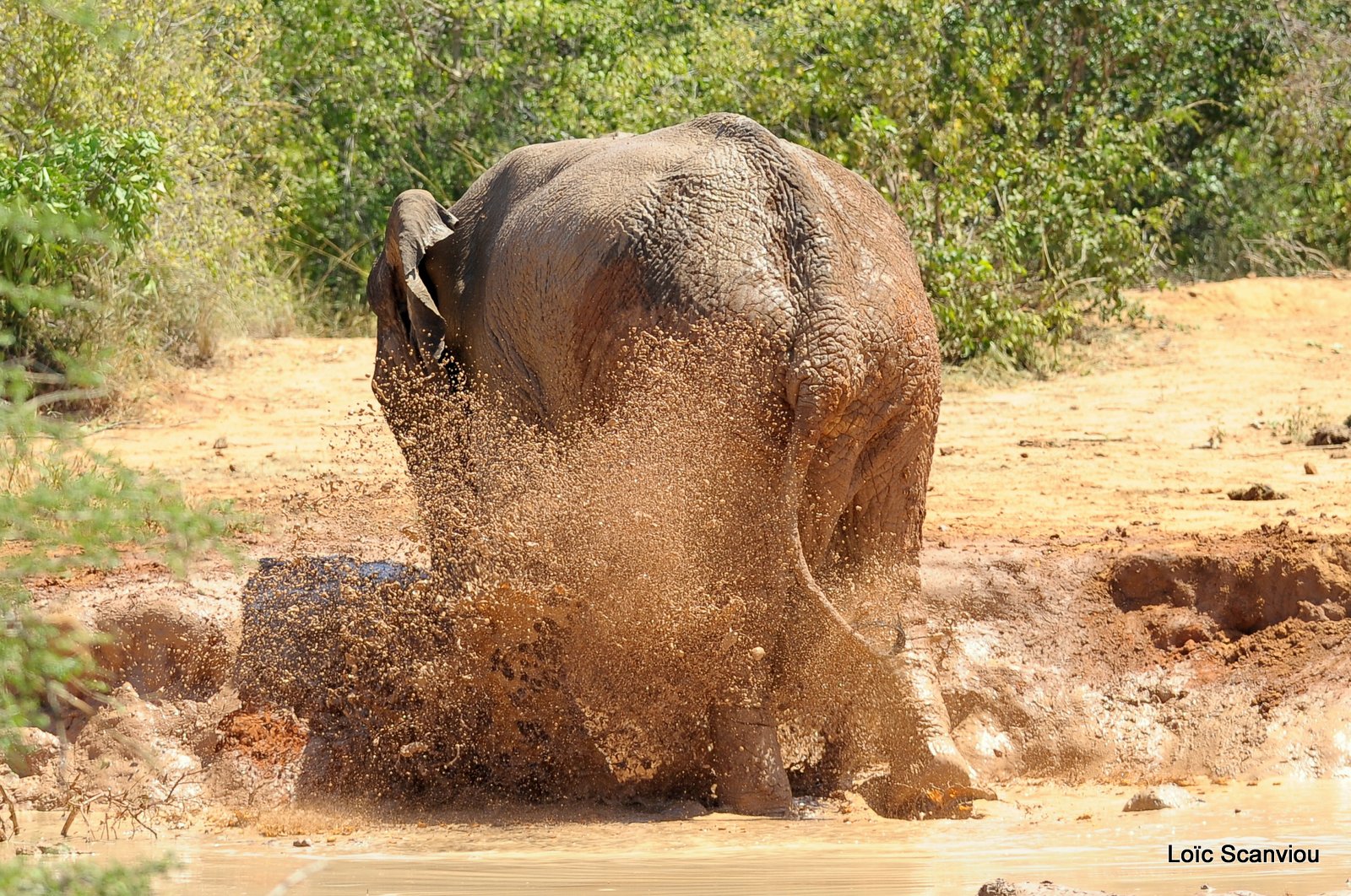 Eléphant (28)