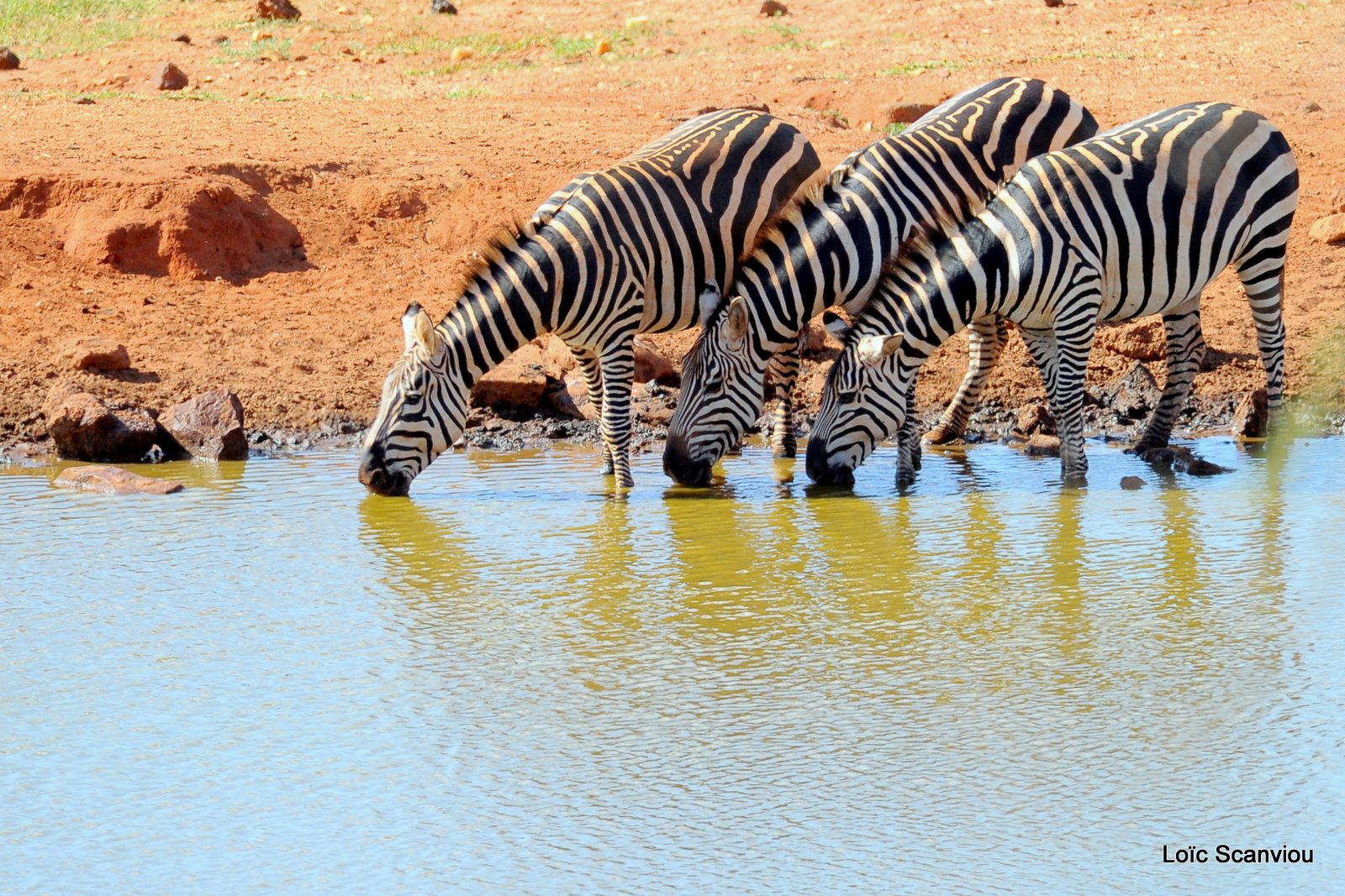 Zèbre/Zebra (5)