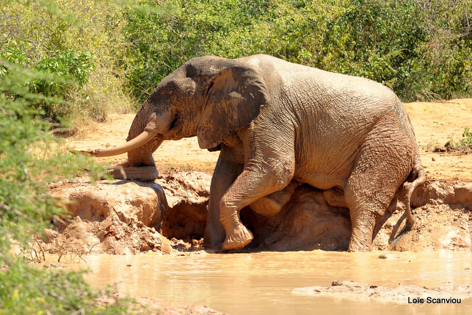 Eléphant (29)