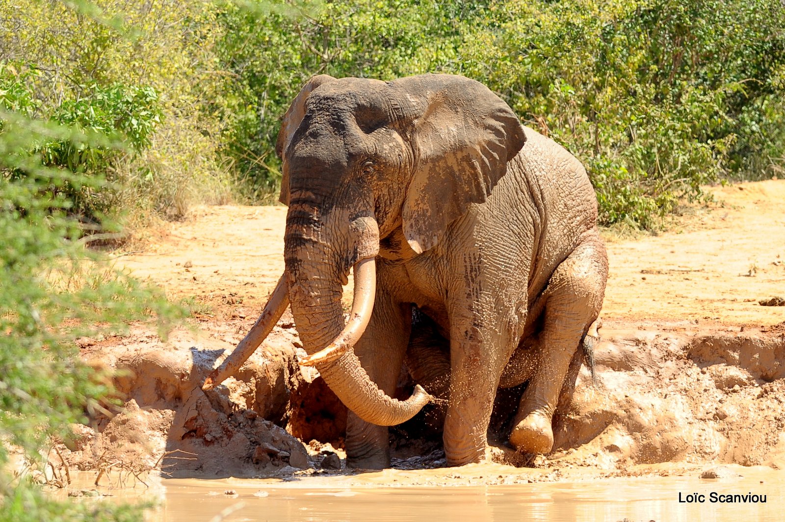 Eléphant (31)