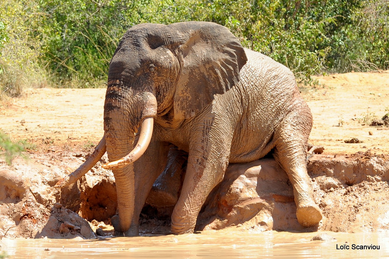 Eléphant (32)