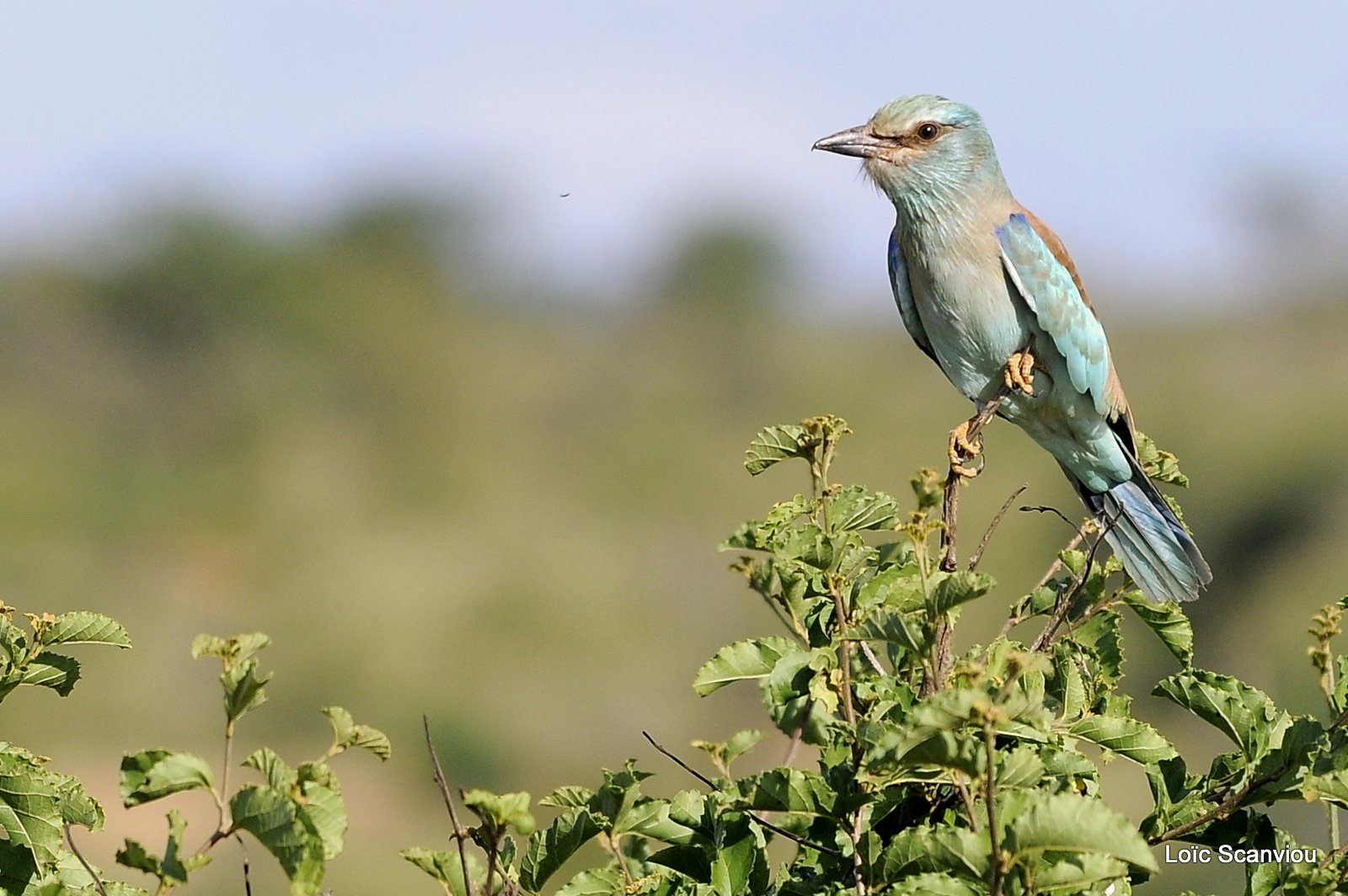 Rollier européen/European Roller (1)