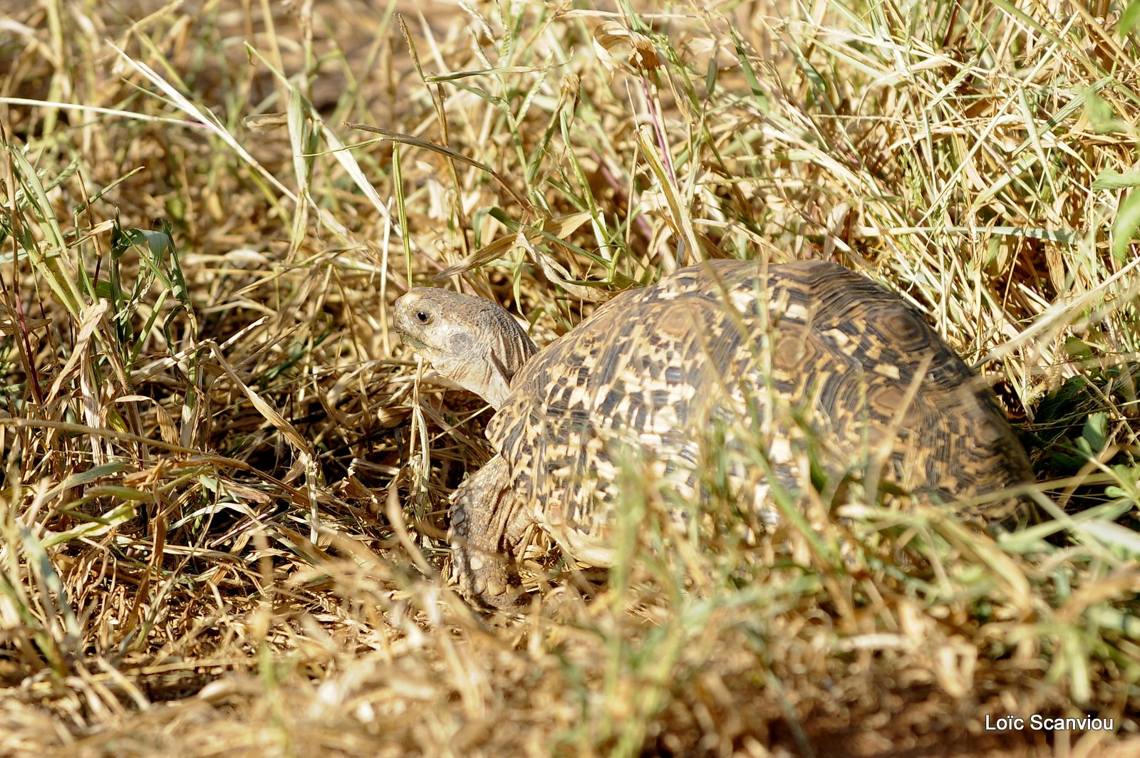 Tortue/Tortoise (1)