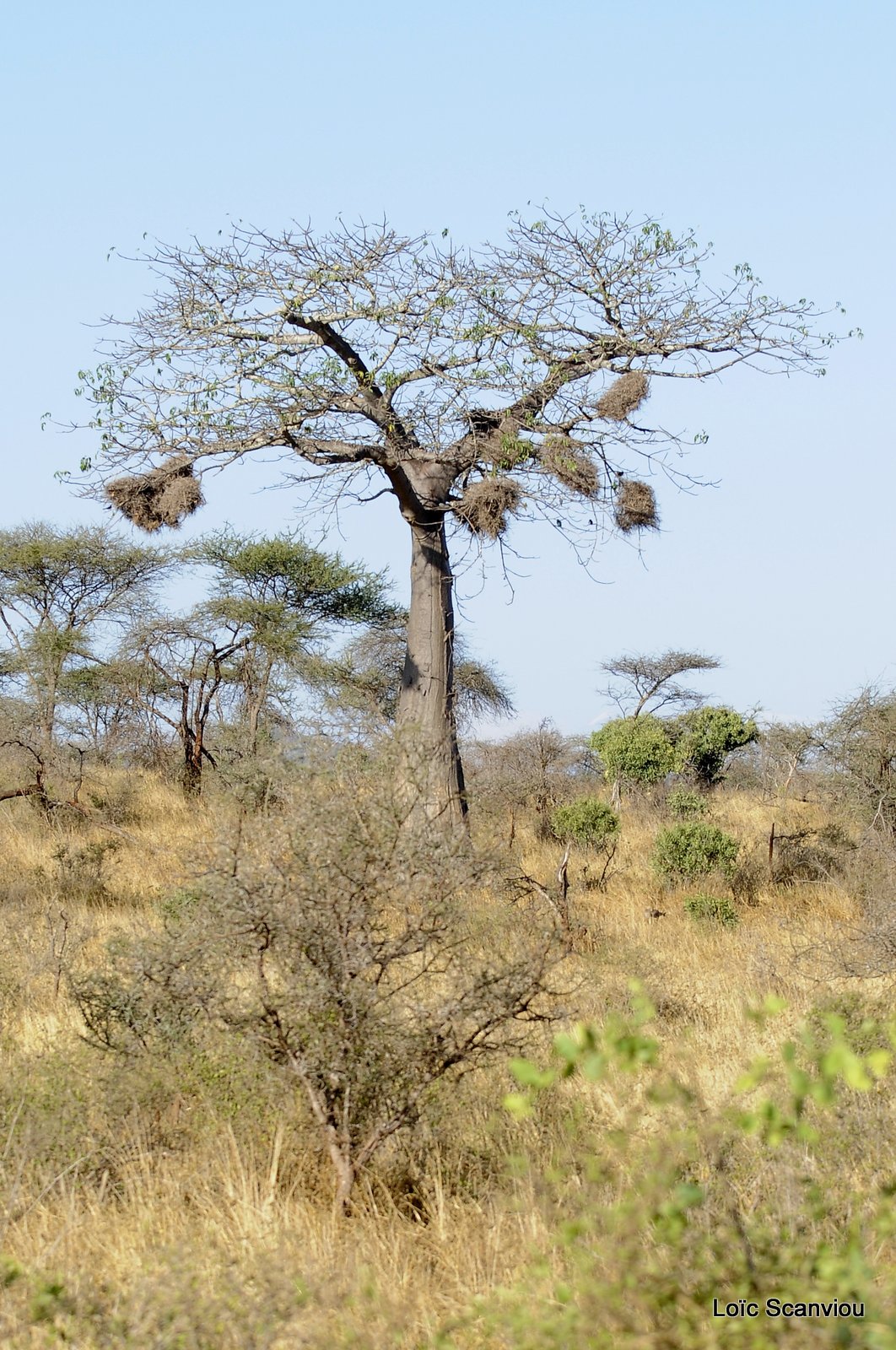 Tsavo West 2012 (137)