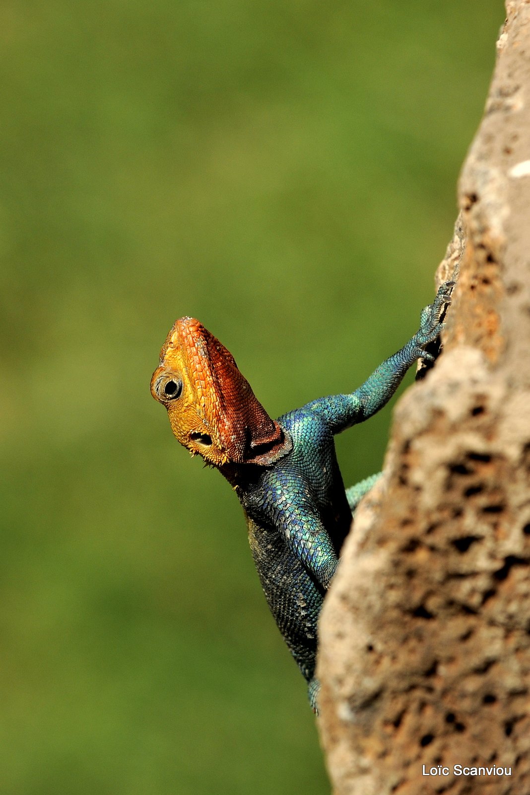 Agame/Agama Lizard (2)