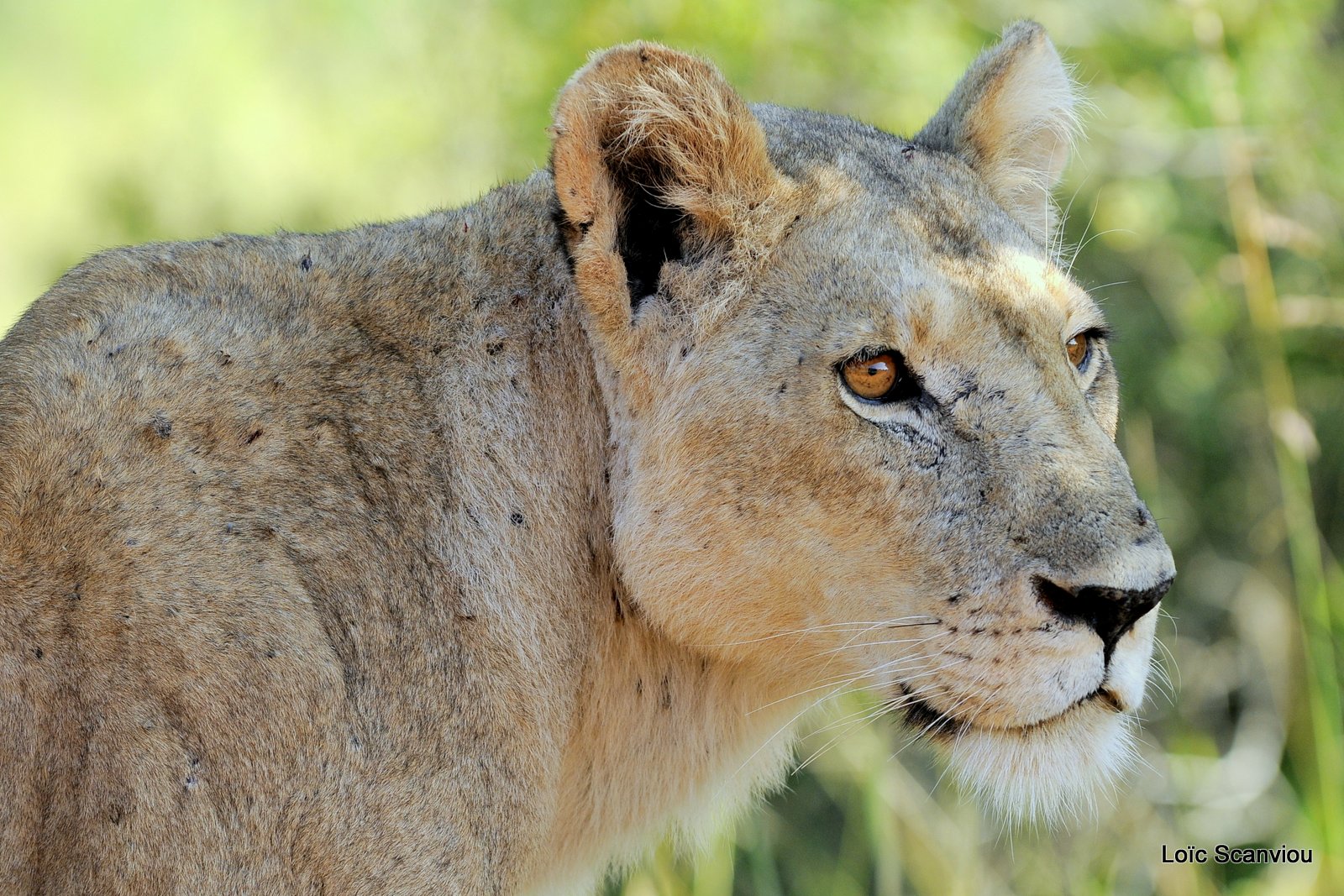 Lion (5)