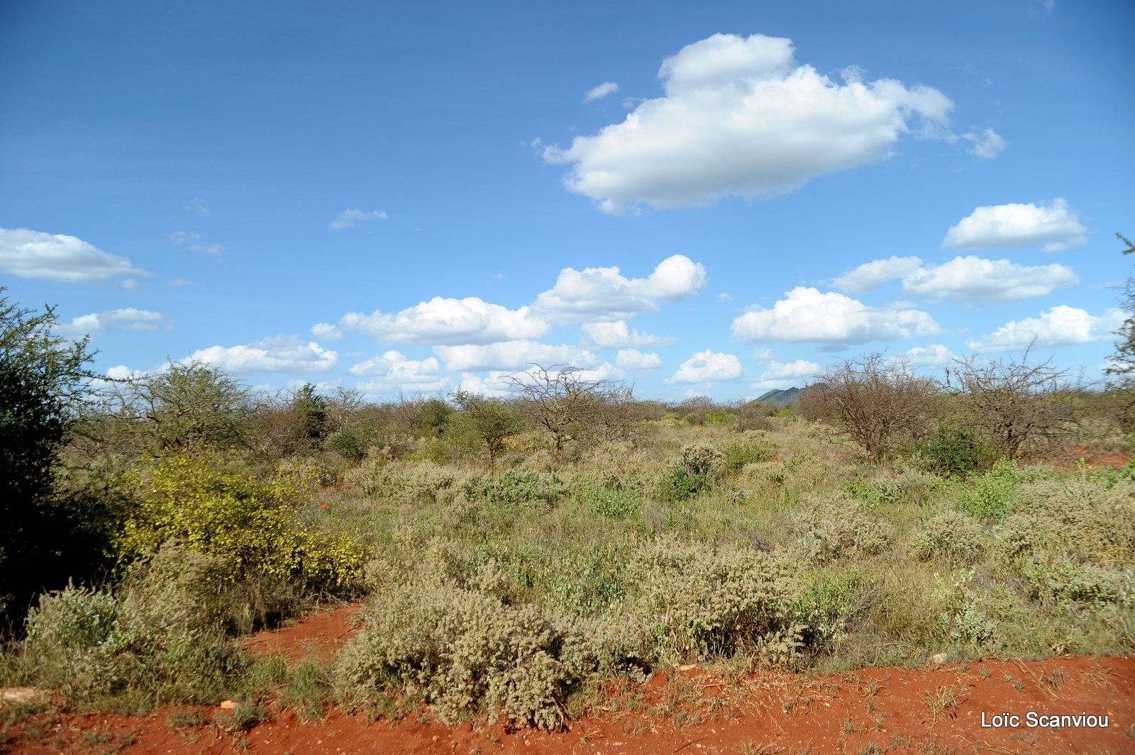 Tsavo West (1)