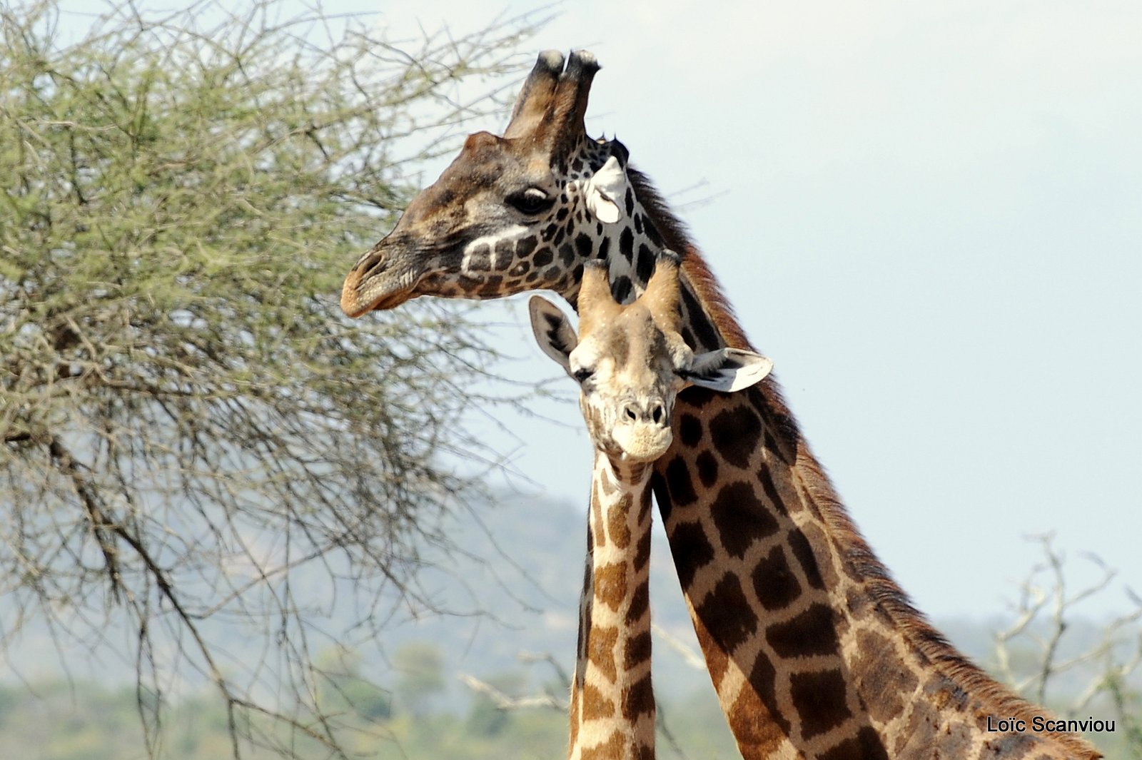 Girafe/Giraffe (7)