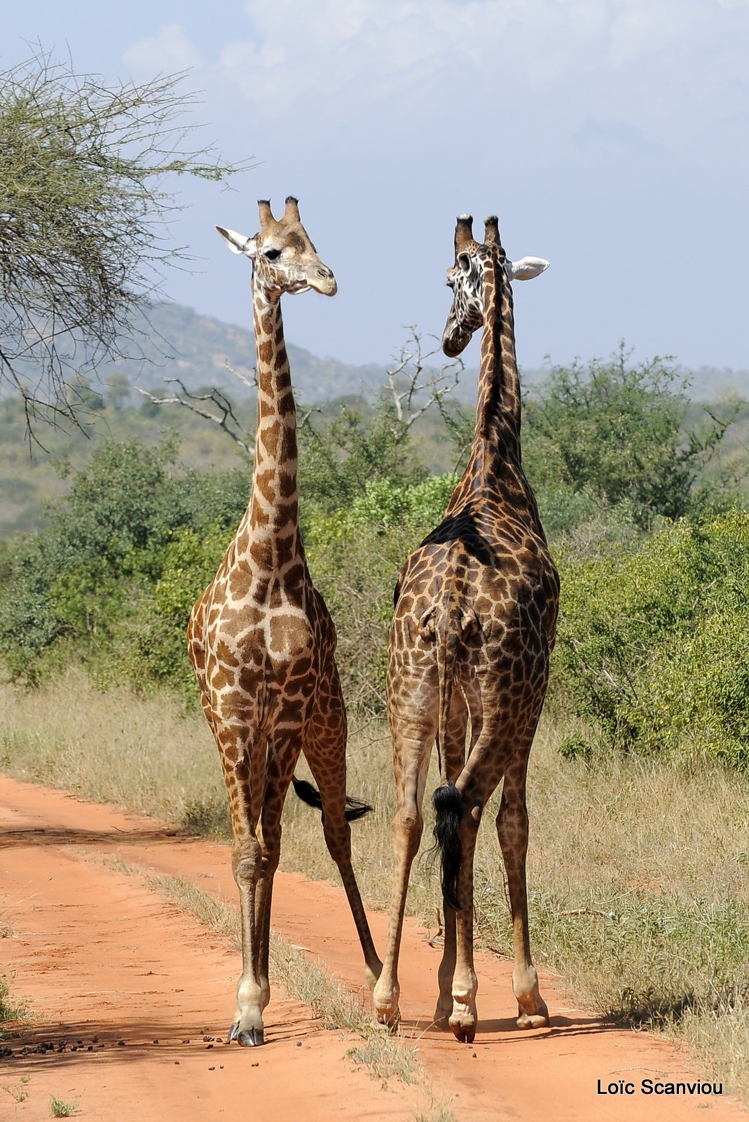 Girafe/Giraffe (8)