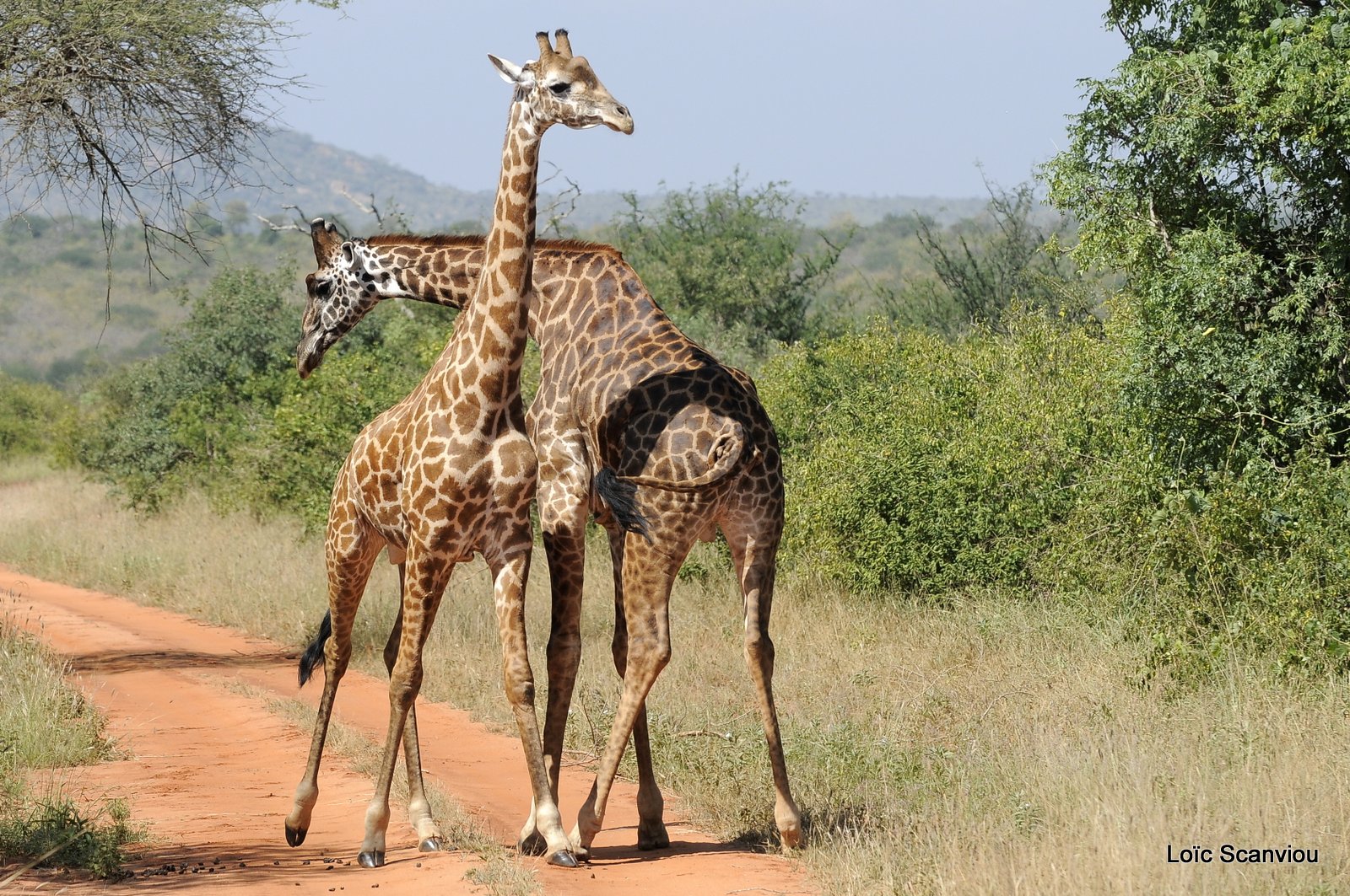 Girafe/Giraffe (9)