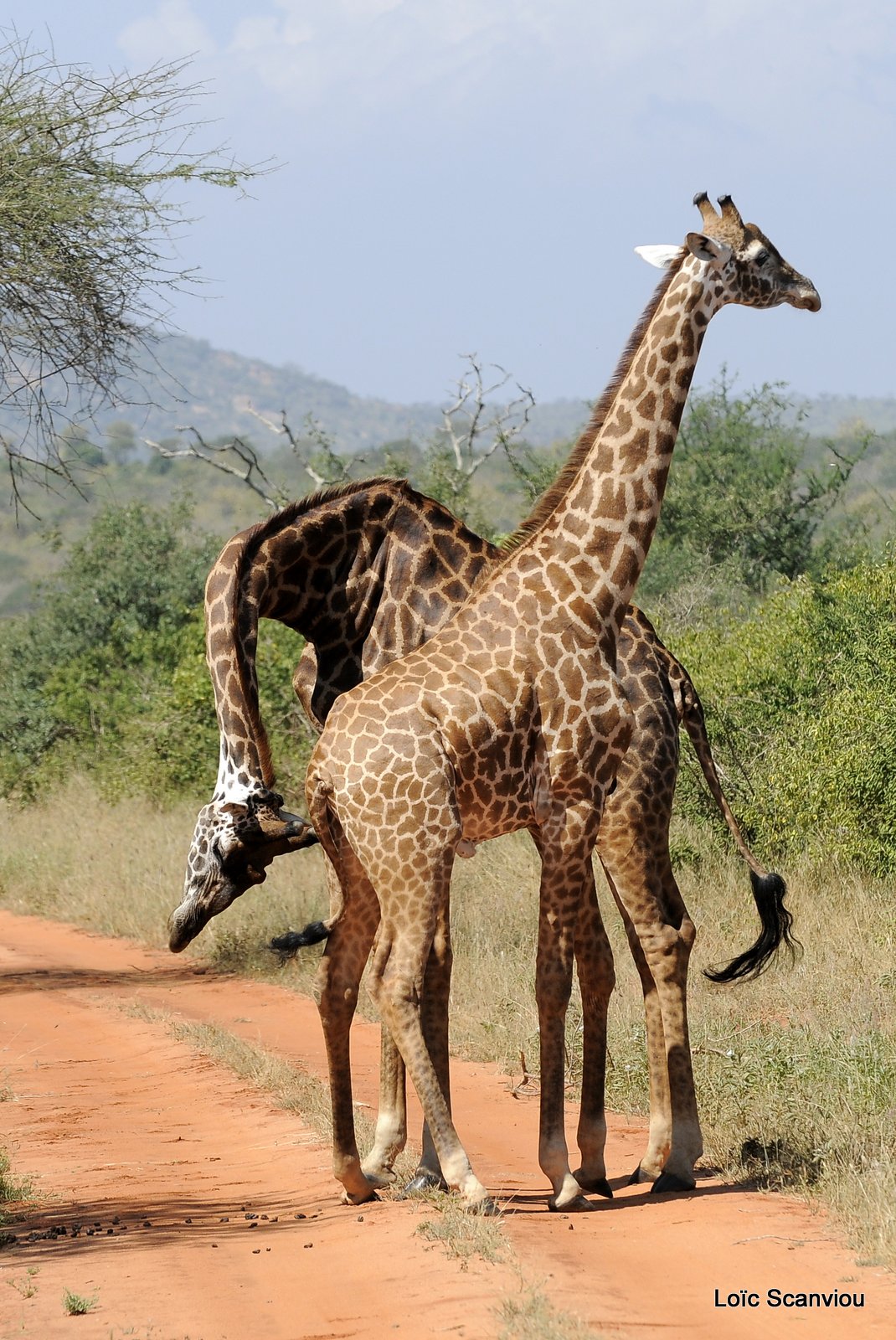 Girafe/Giraffe (10)