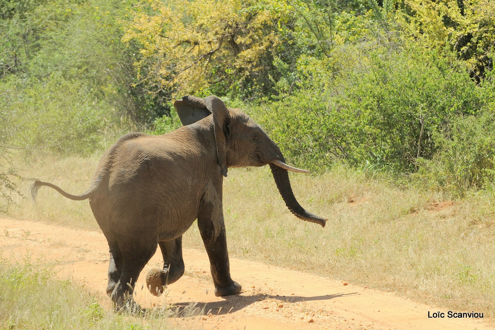Eléphant (34)