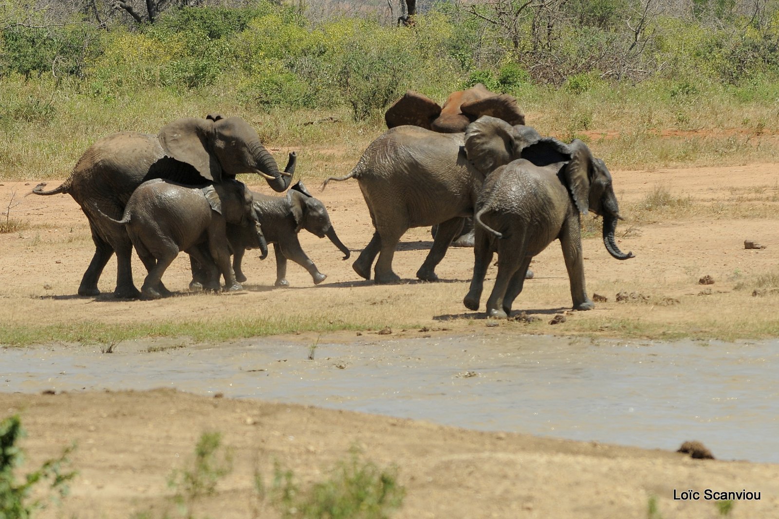 Eléphant (36)