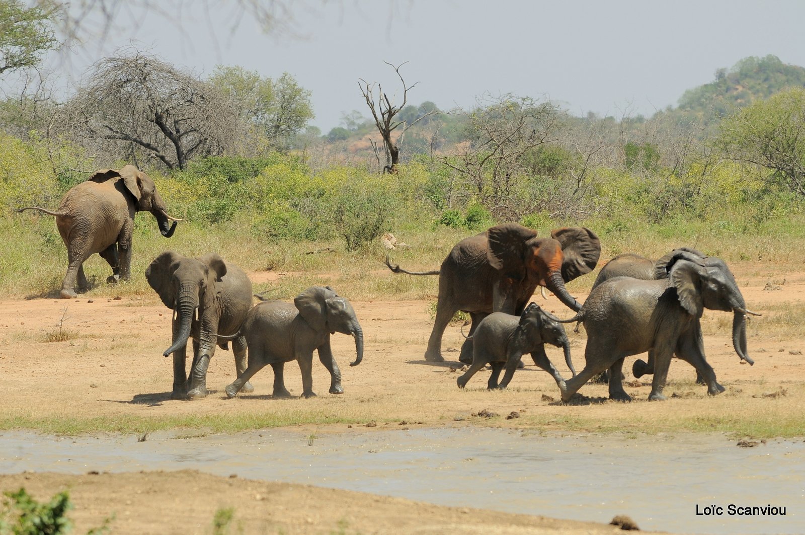 Eléphant (37)