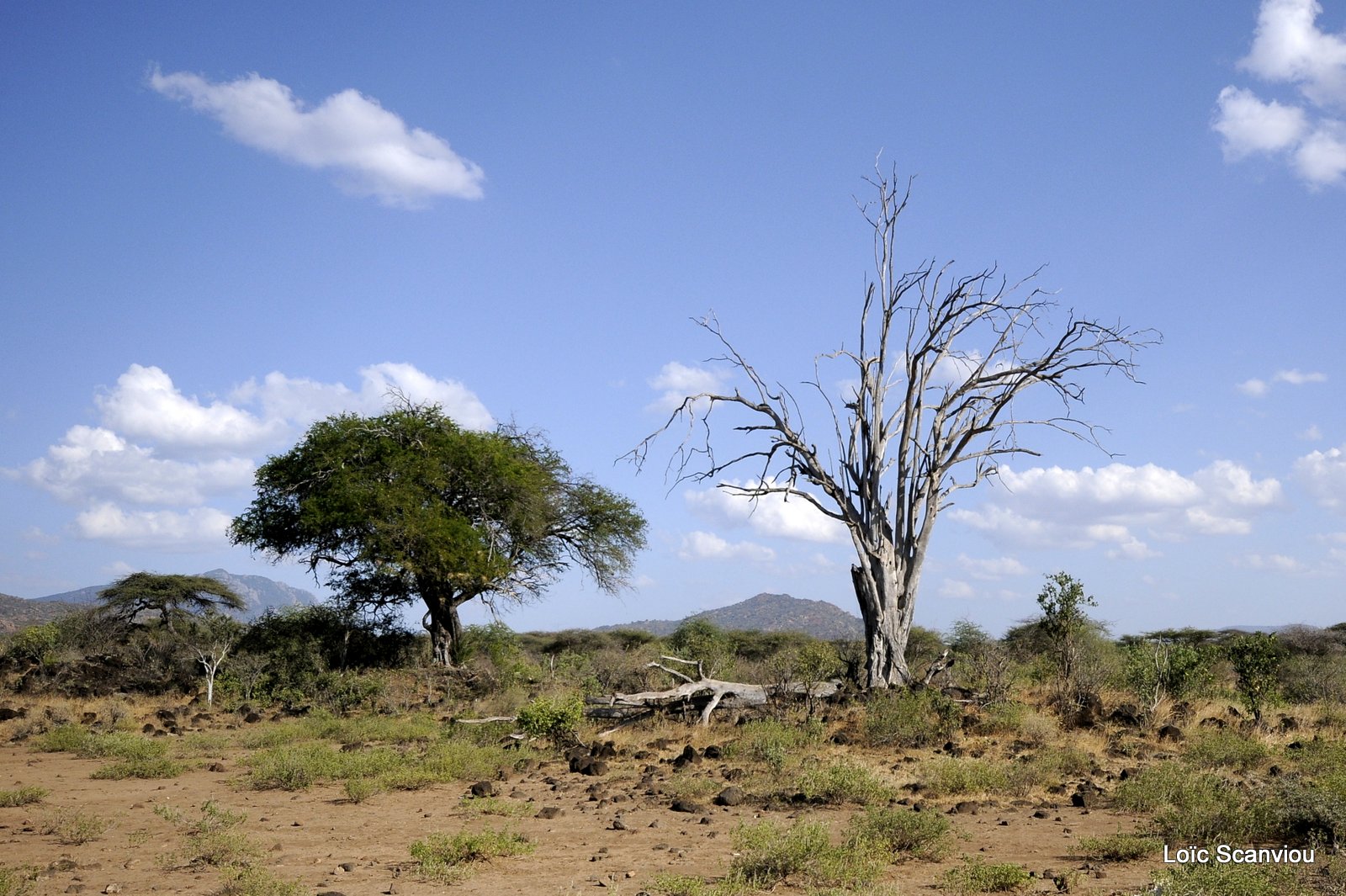 Tsavo West (7)