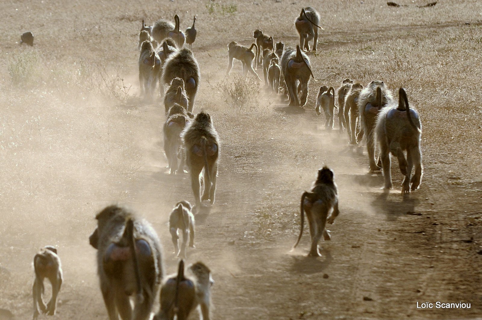 Babouin/Baboon (7)
