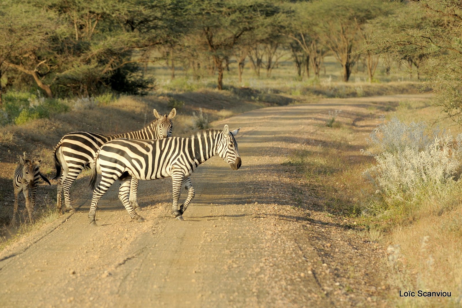Zèbre/Zebra (28)