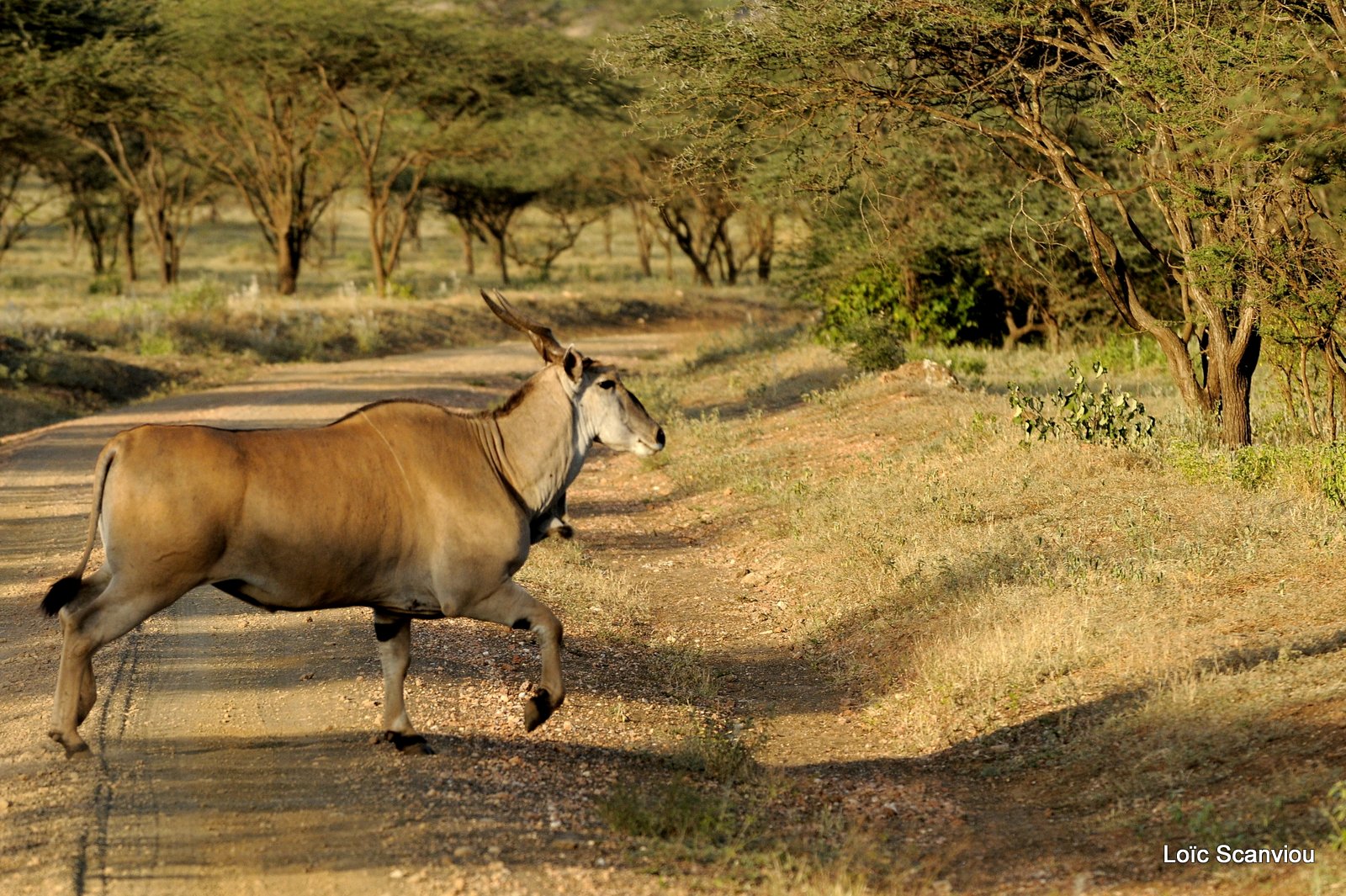 Eland du Cap/Cape Eland (5)