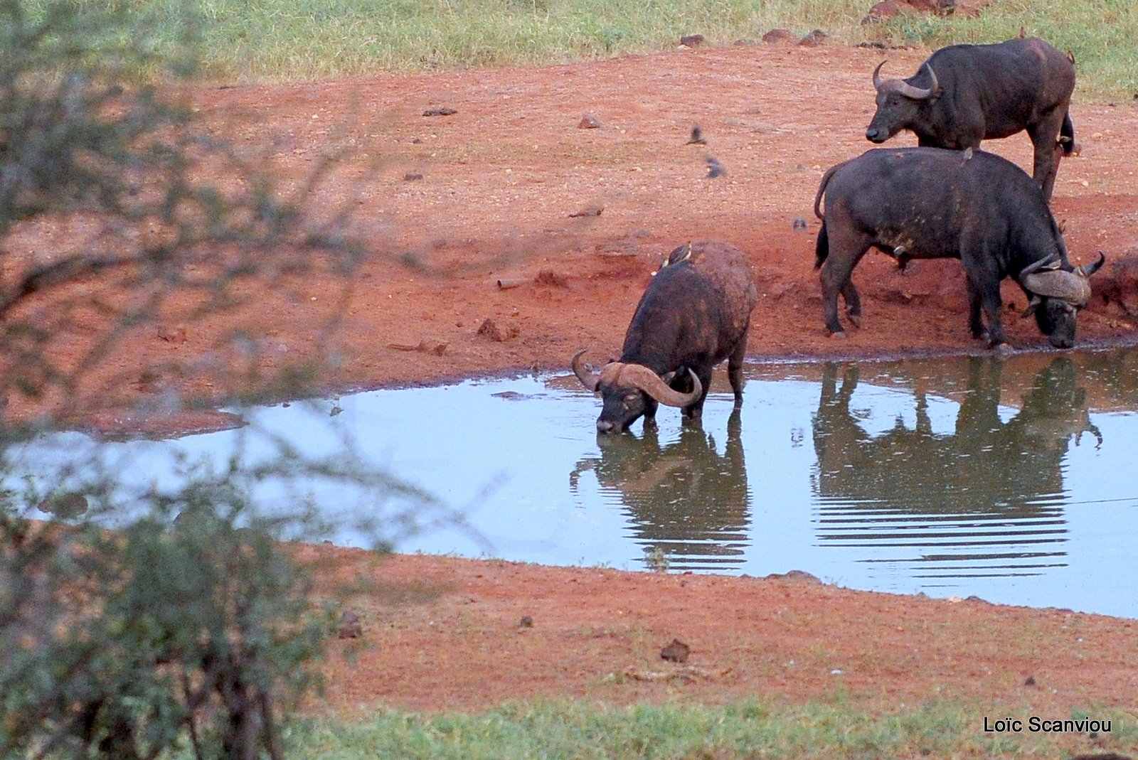 Buffle du Cap/Cape Buffalo (3)