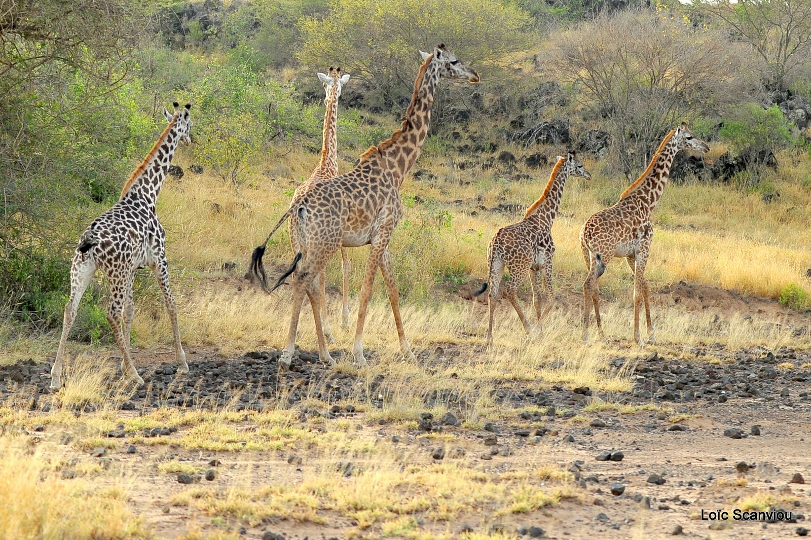 Girafe/Giraffe (11)