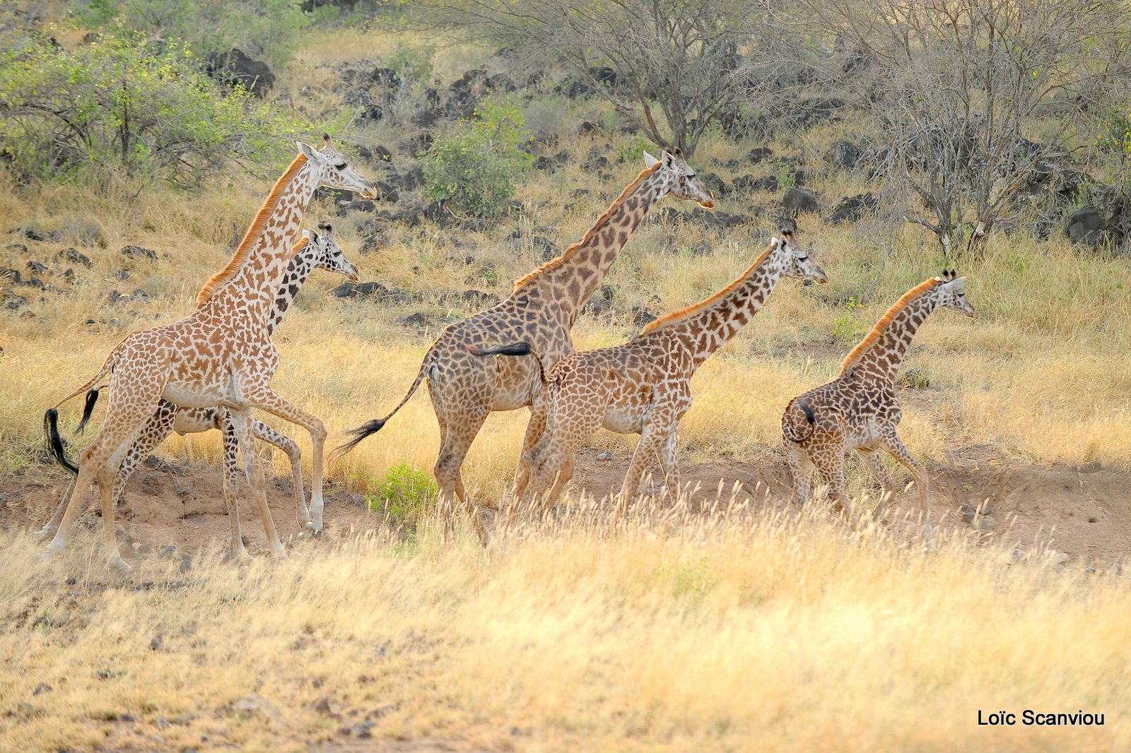 Girafe/Giraffe (12)