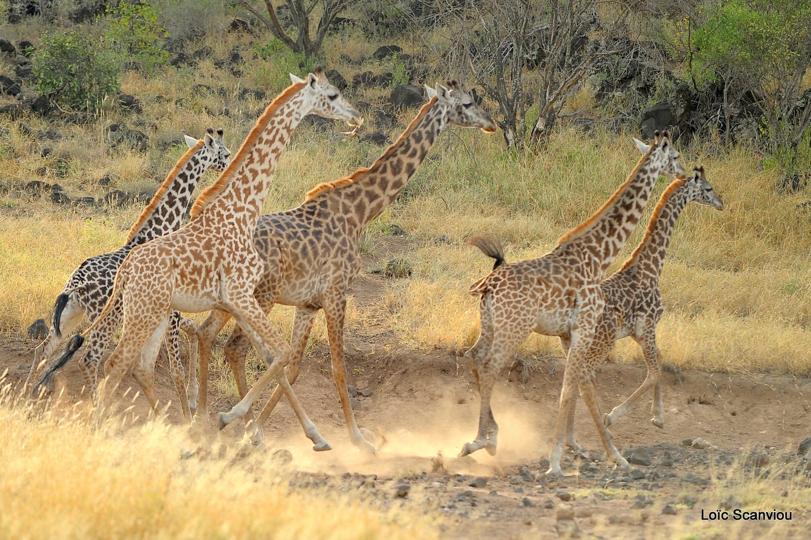 Girafe/Giraffe (13)