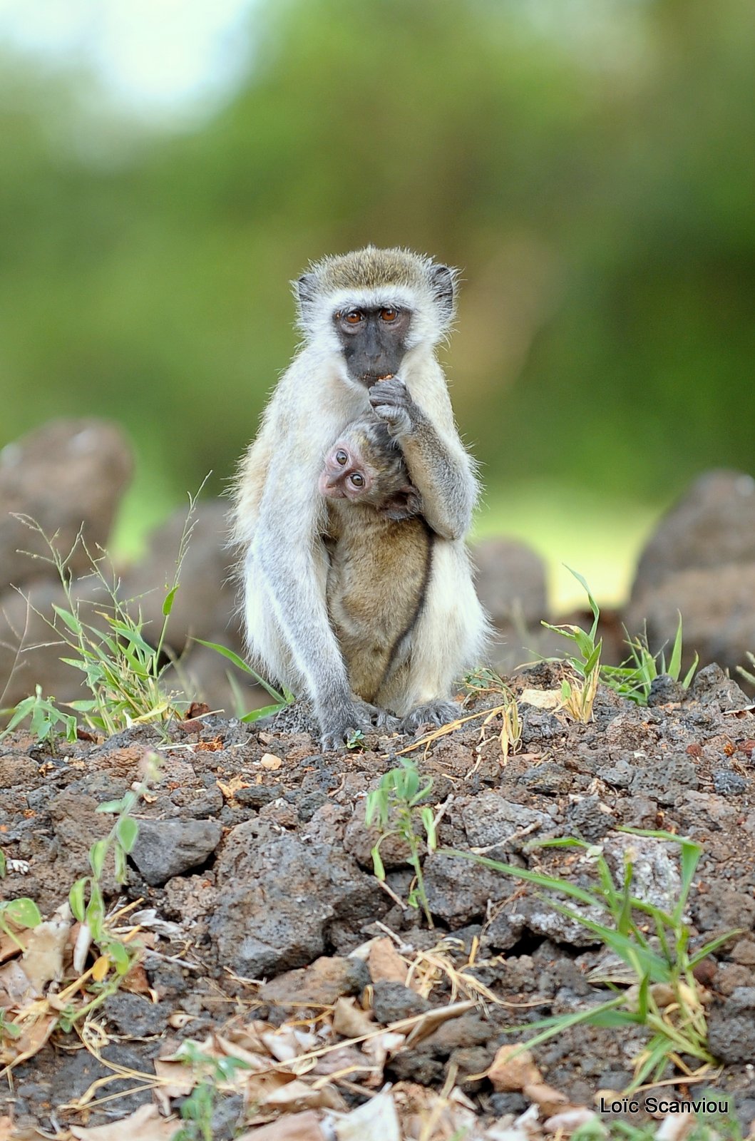 Vervet/Vervet Monkey (3)