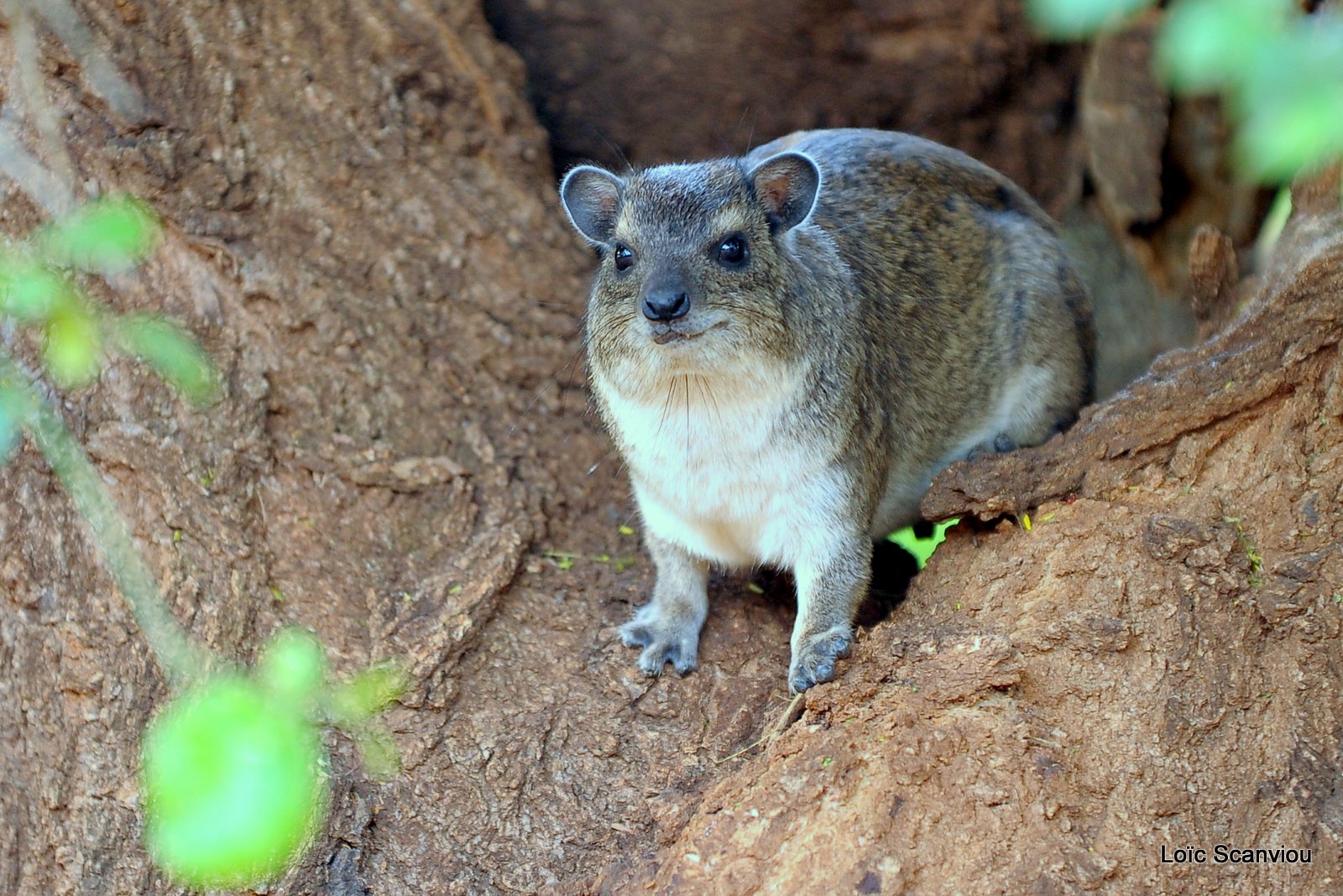 Daman/Hyrax (3)