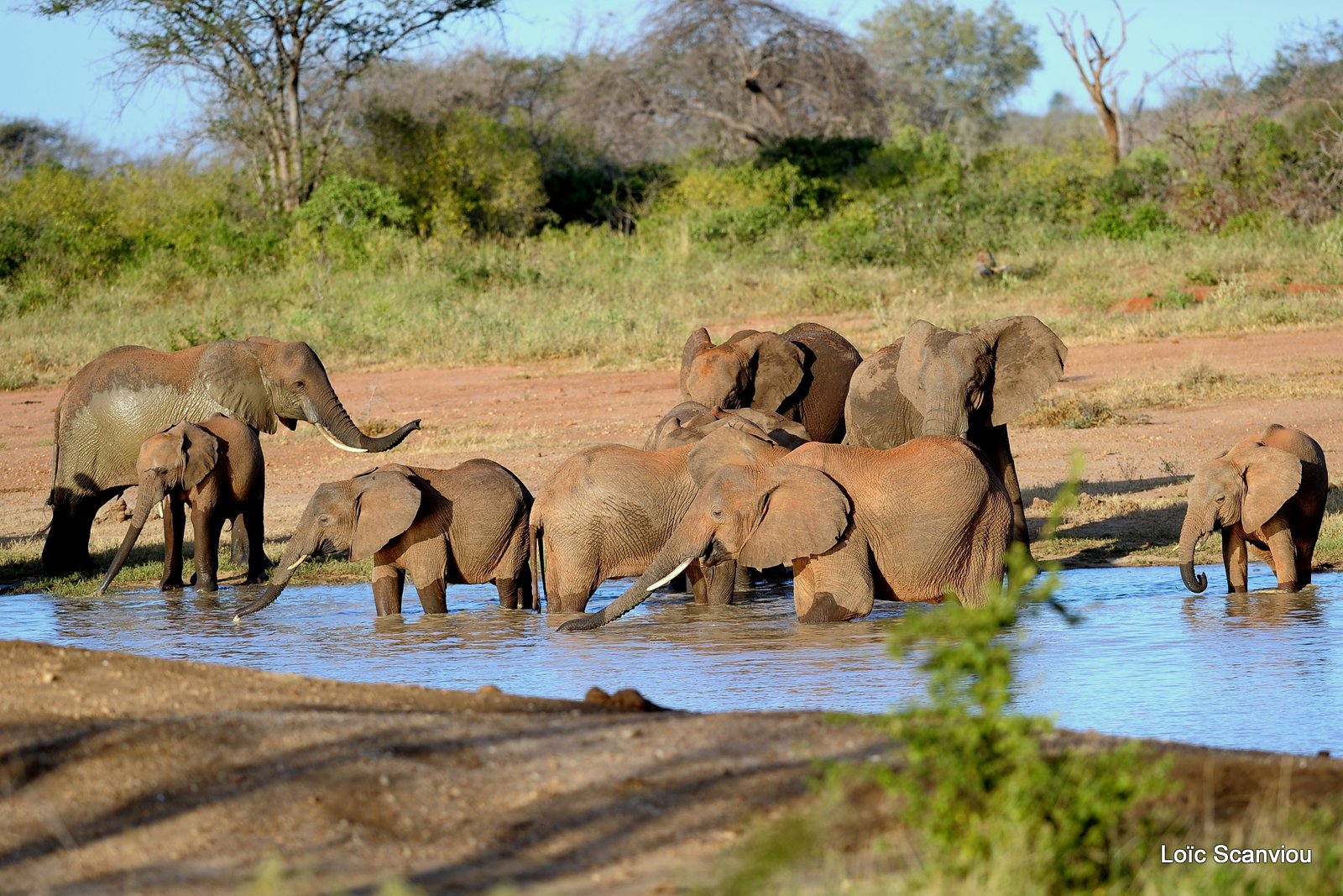 Eléphant (2)
