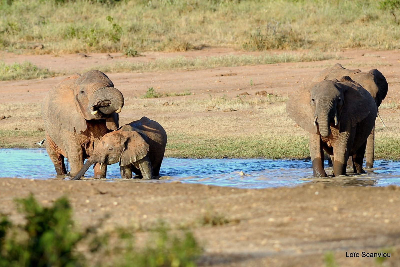 Eléphant (3)