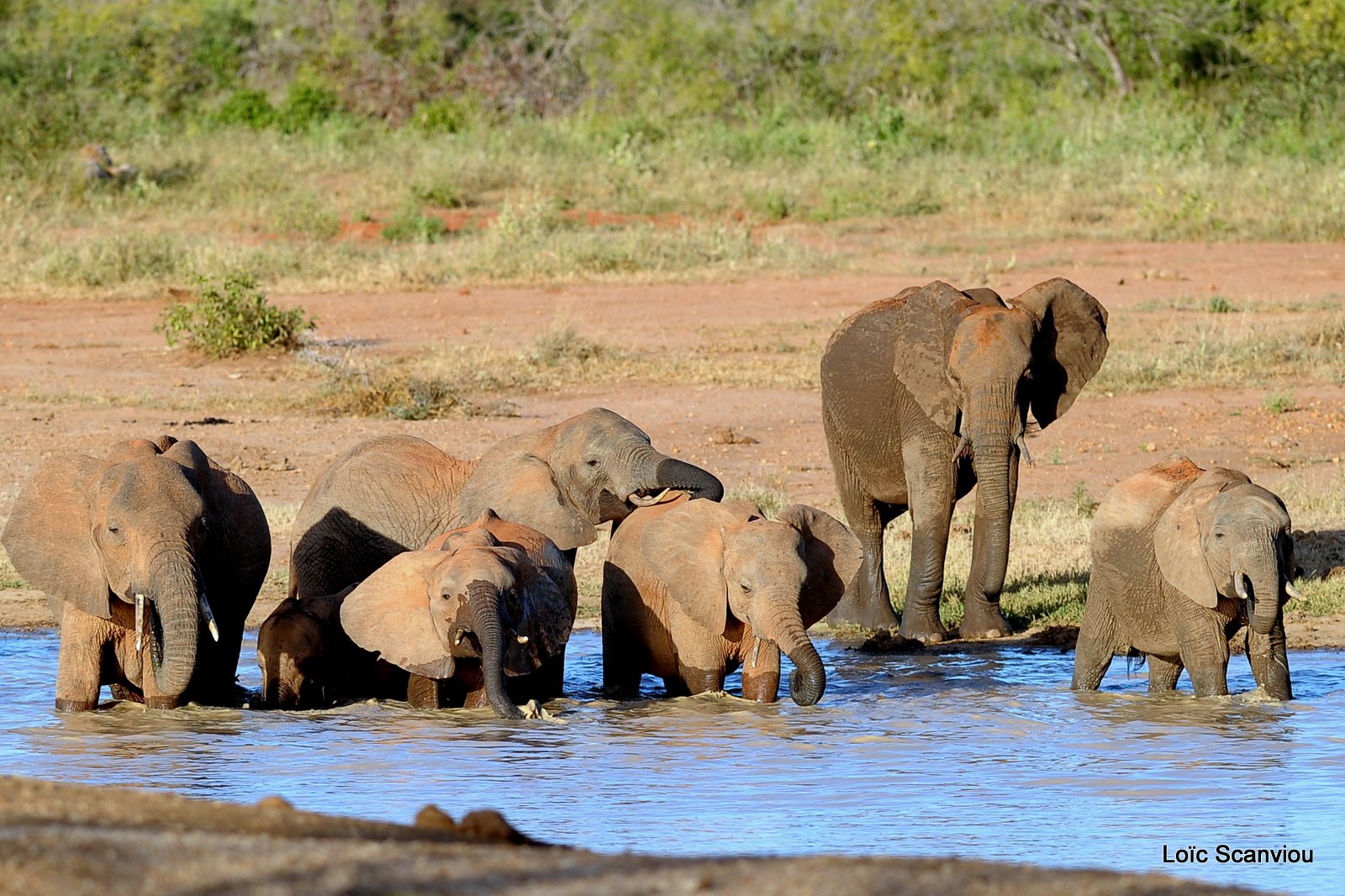 Eléphant (4)