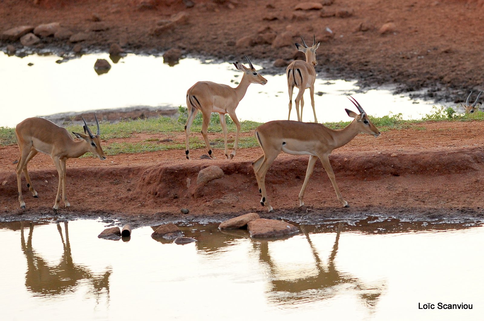 Impala (1)
