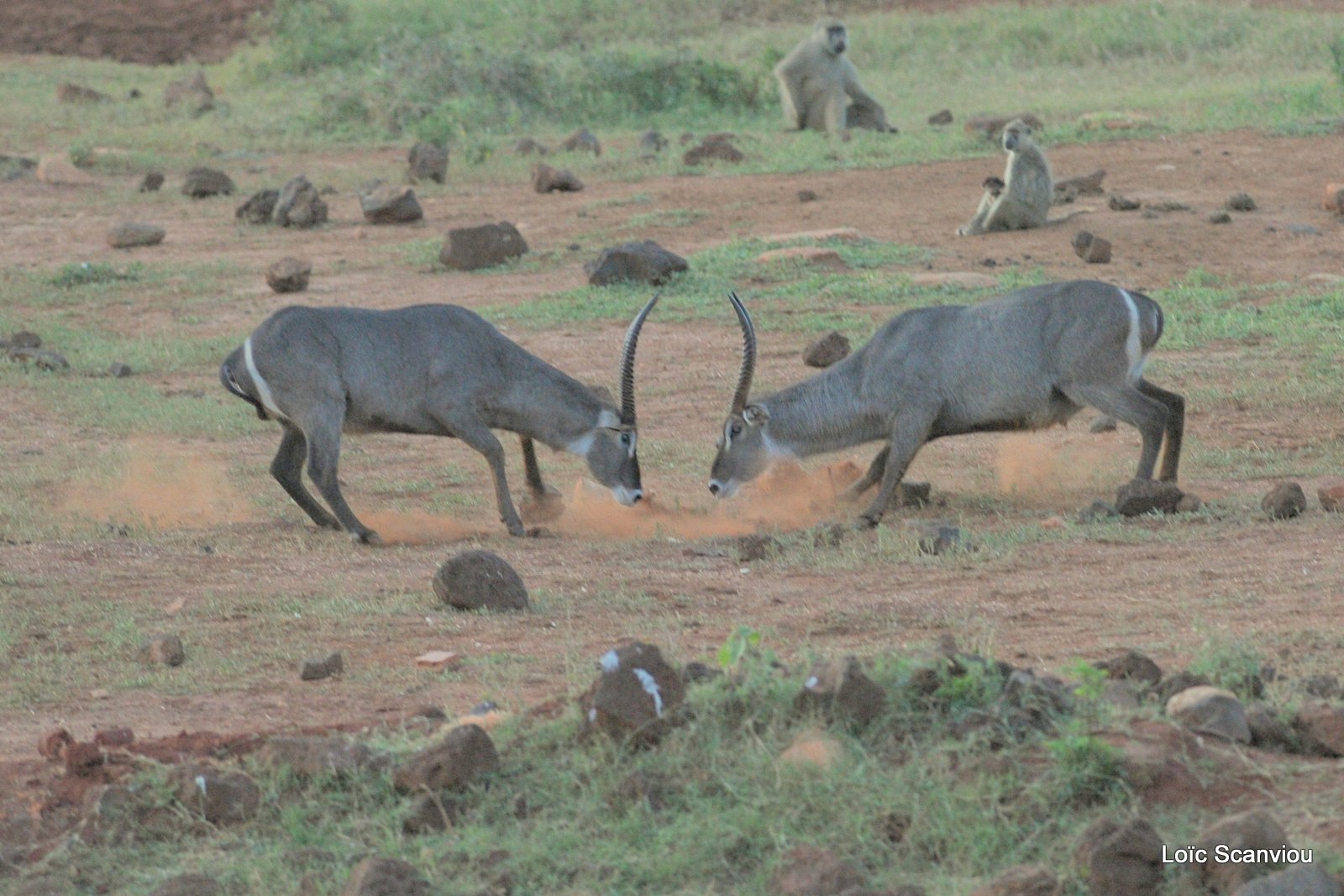 Cobe à croissant/Waterbuck (2)