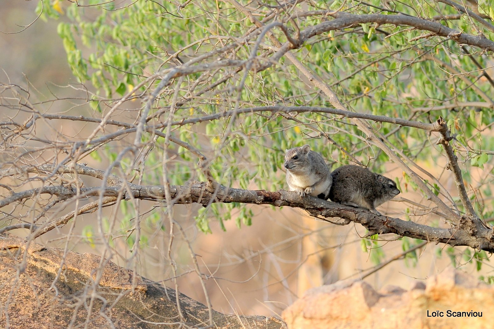 Daman/Hyrax (1)