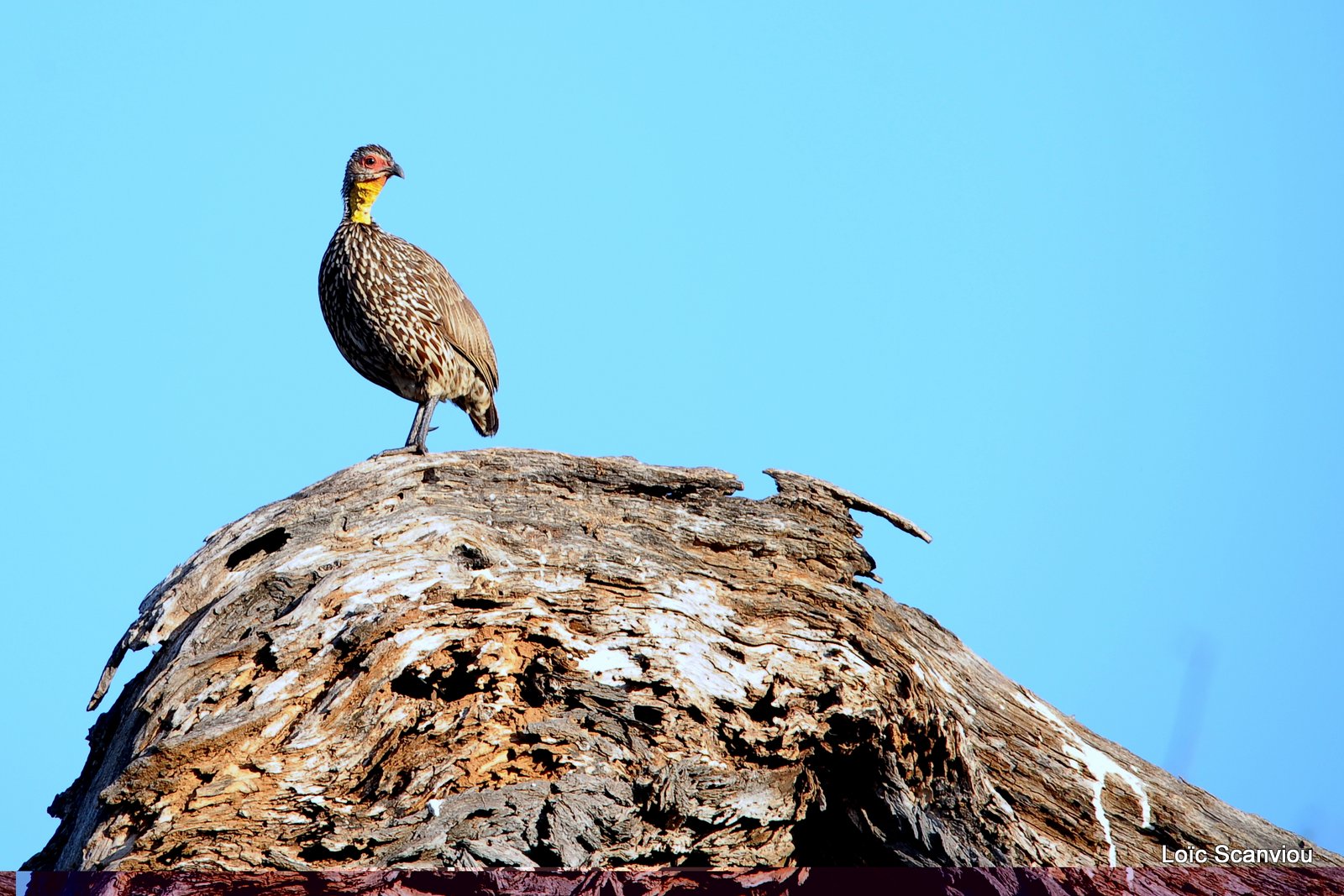 Francolin à cou jaune/Yellow-necked Spurfowl (1)