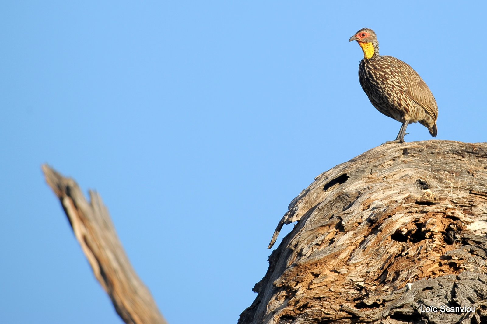 Francolin à cou jaune/Yellow-necked Spurfowl (2)