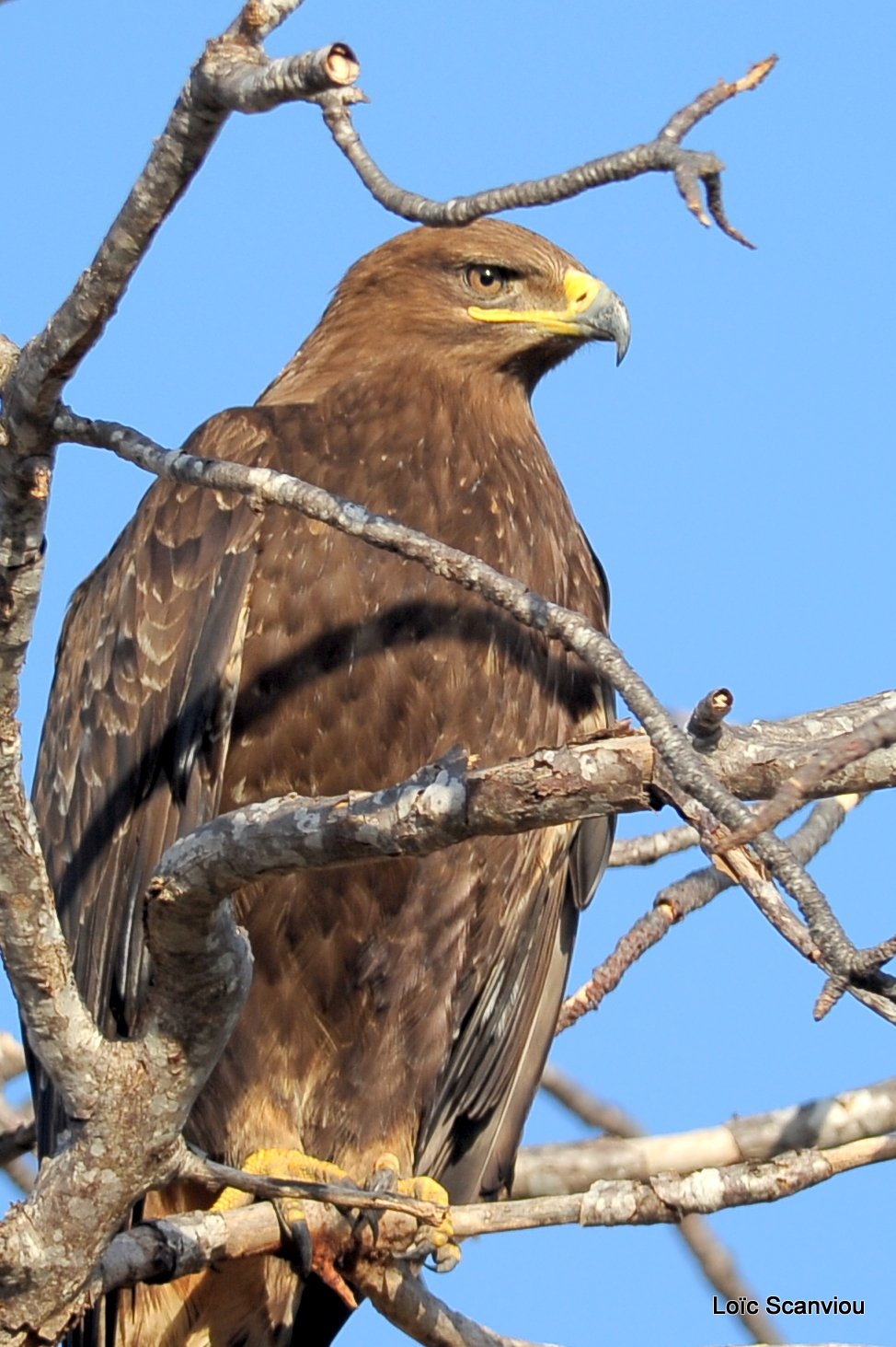 Aigle ravisseur/Tawny eagle (2)