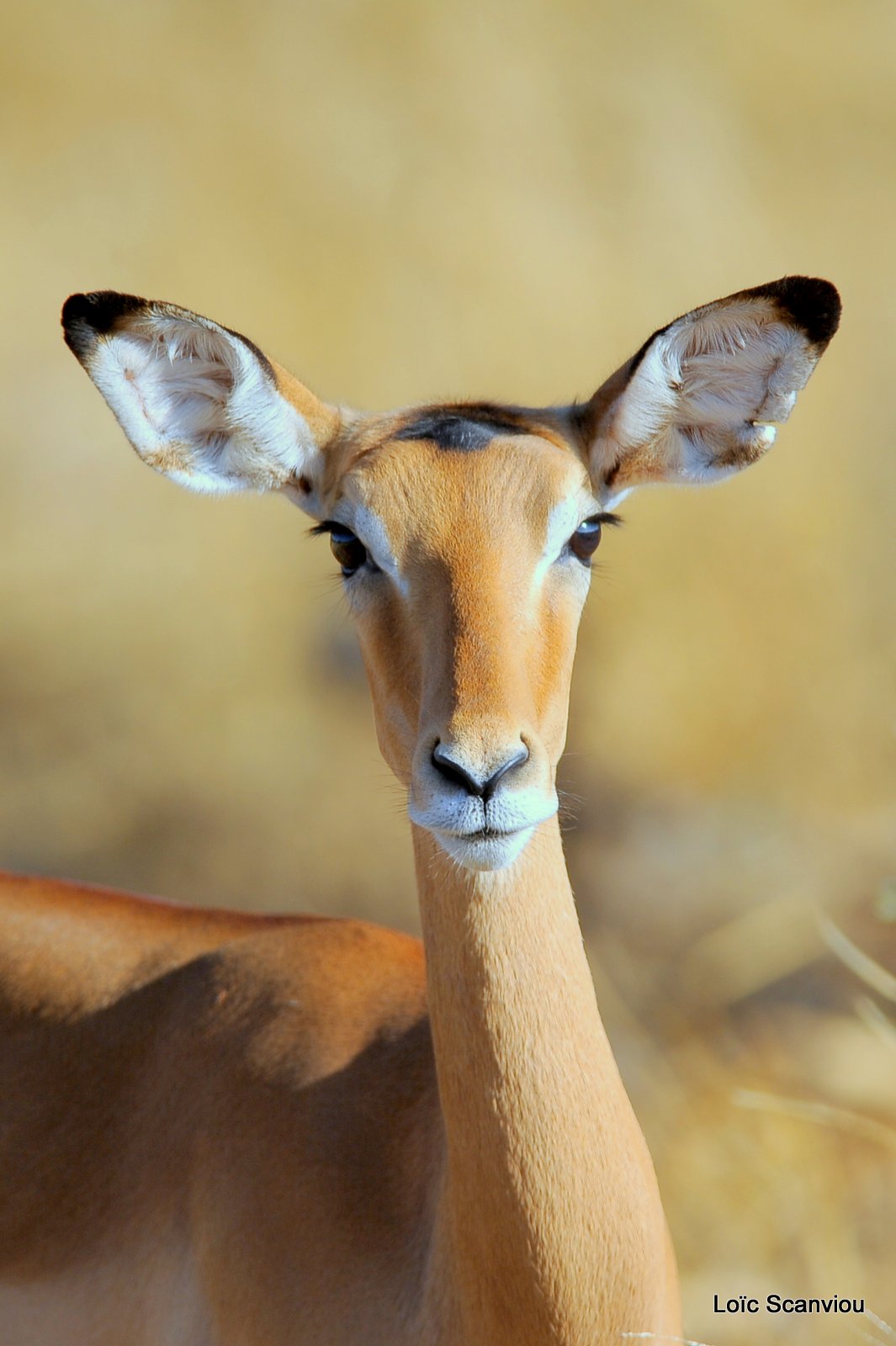 Impala (2)